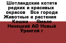 Шотландские котята редких и красивых  окрасов - Все города Животные и растения » Кошки   . Ямало-Ненецкий АО,Новый Уренгой г.